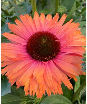 Echinacea Sunseekers Rainbow