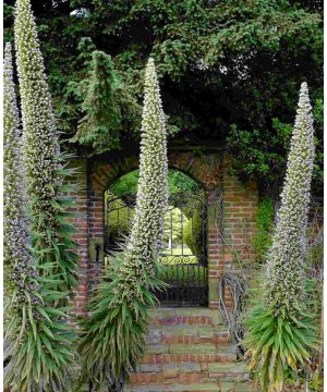 Echium pininana Snow Tower