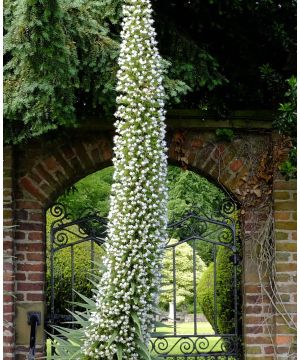 Echium 'Pink Fountain'