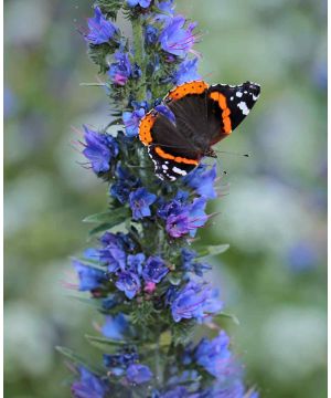 Echium vulgare