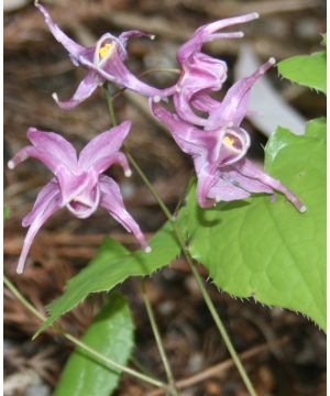 Epimedium grandiflorum