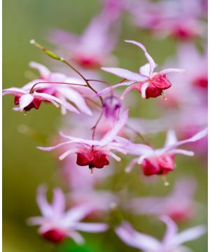 Epimedium Pink Elf