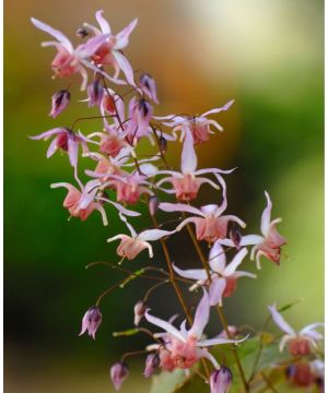 Epimedium Pink Elf