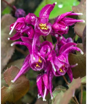 Epimedium Purple Pixie