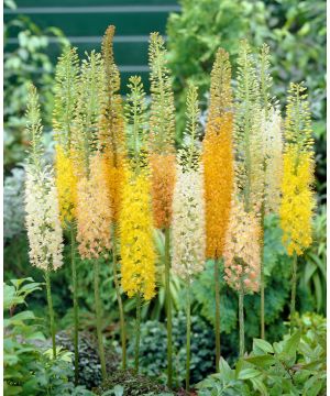 Eremurus Ruiters Hybrid Mixed Colours