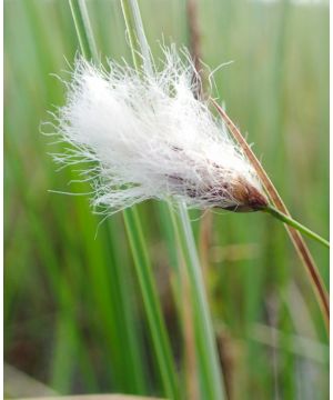 Eriophorum Scheuchzeri
