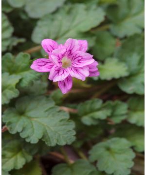 Erodium x variabile Flore Pleno