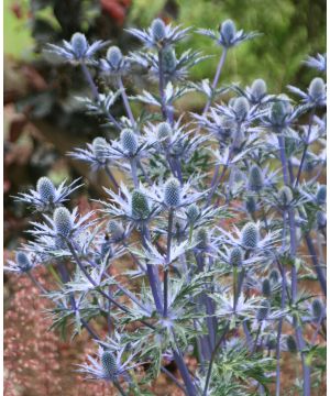 Eringium x zabelii Big Blue
