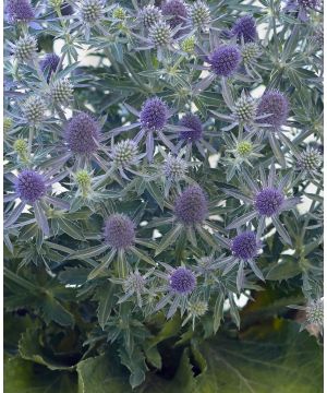 Eryngium planum Magical Blue Globe