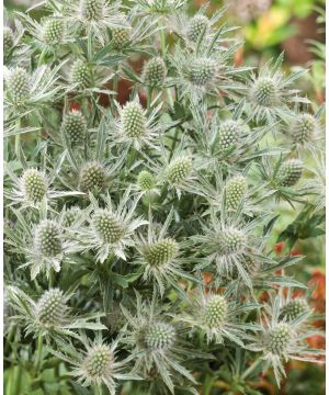 Eryngium planum Magical Silver