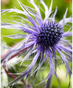 Eryngium 'Pen Blue'