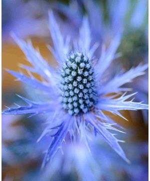 Eryngium Planum