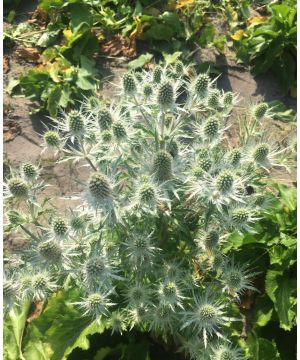 Eryngium 'Magical White Lagoon'