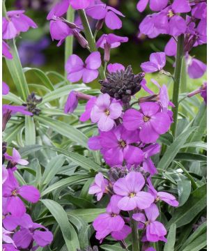 Erysimum Bowles Mauve
