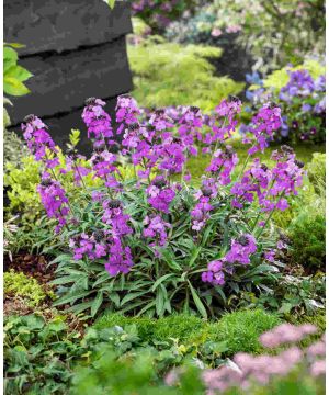 Erysimum Bowles Me Away 
