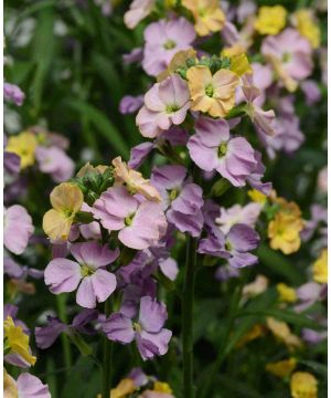 Erysimum Cheers Sun-Kissed Amethyst 
