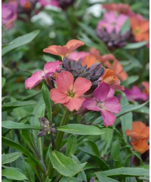 Erysimum Constant Cheer