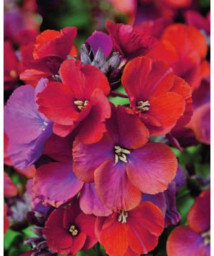 Erysimum Red Jep
