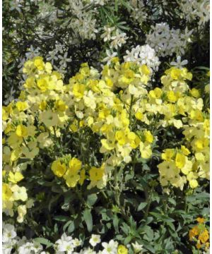 Erysimum 'Winter Light'