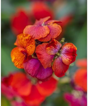 Erysimum Winter Passion