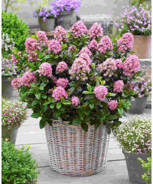 Escallonia laevis 'Pink Elle'