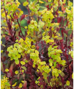 Euphorbia amygdaloides Ruby Glow 