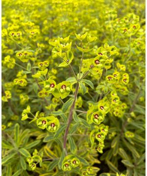Euphorbia x martini Ascot Rainbow