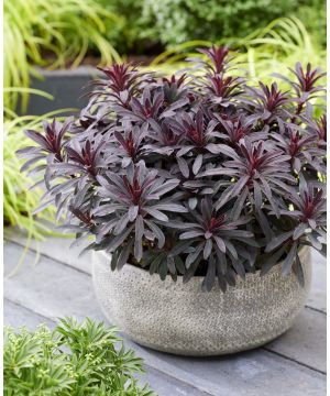 Euphorbia x hybrid Miners Merlot