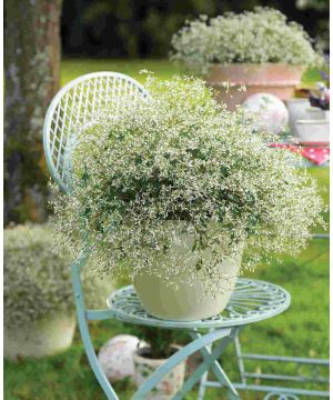 Euphorbia hypericifolia 'Silver Fog White'