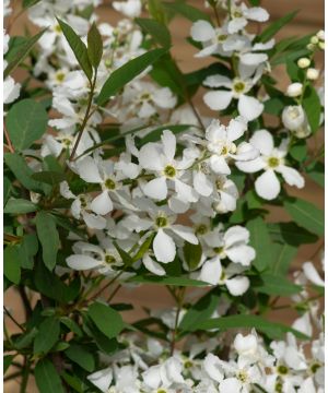 Exochorda Blushing Pearl