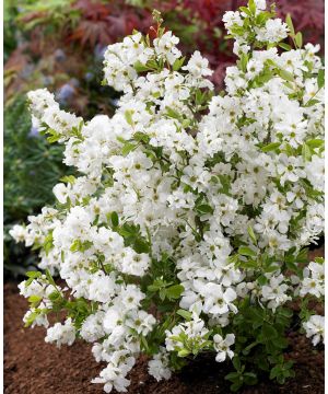 Exochorda racemosa Niagara