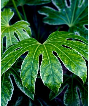Fatsia Spider's Web