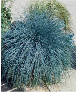 Festuca glauca Blue Auslese