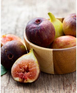 Ficus carica Brown Turkey