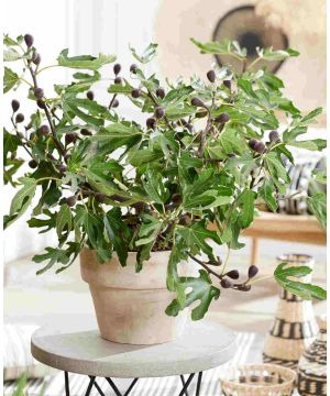 Ficus Little Miss Figgy