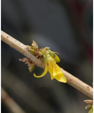 Forsythia x intermedia Mikador