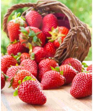Fragaria Elegance