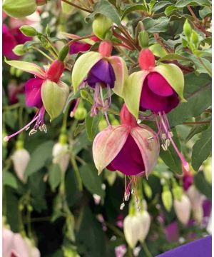 Fuchsia Bella Georgia