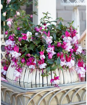 Fuchsia Bella Julia