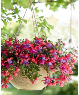 Fuchsia Bella Maria