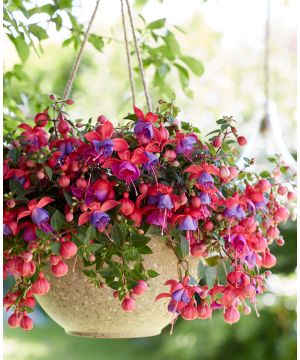 Fuchsia Bella Maria