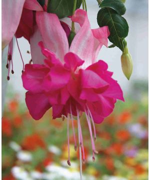 Fuchsia Bella Rosella