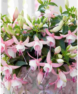 Fuchsia Bella Sophia