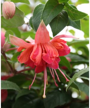 Fuchsia Bicentennial