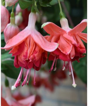 Fuchsia Bicentennial