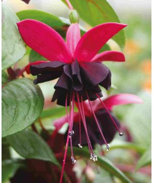 Fuchsia Blacky