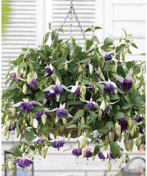 Fuchsia Blue Angel