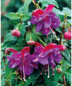 Fuchsia Dark Eyes