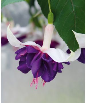 Fuchsia Deep Purple