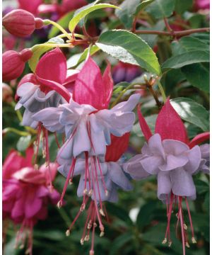 Fuchsia Heidi Ann
